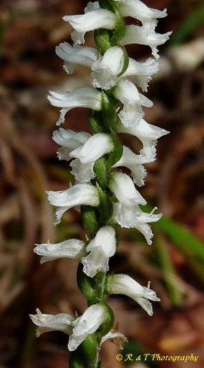 {Spiranthes ovalis var. ovalis}